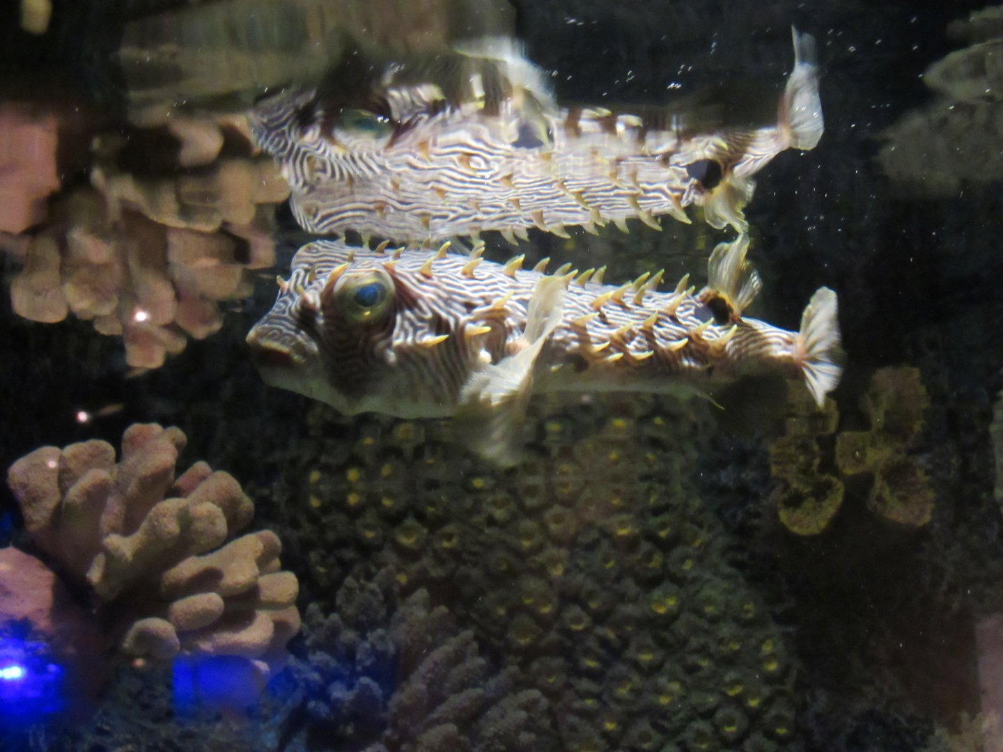 Curious Creatures Species ID Needed