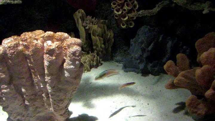 Curious Creatures Species ID Needed