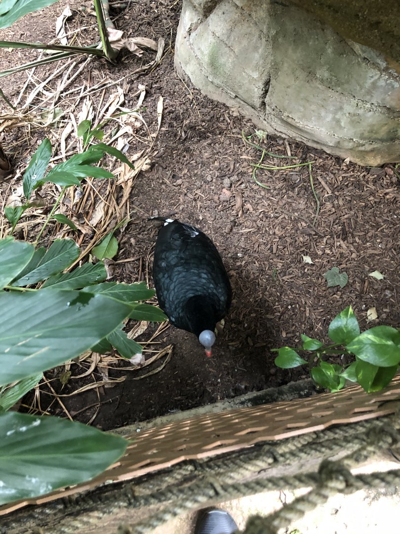 Curious Currasow