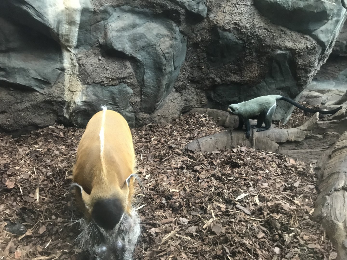 Curious Debraza’s Guenon