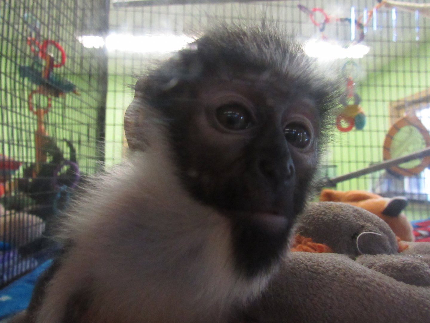 Curious Diana Monkey Baby