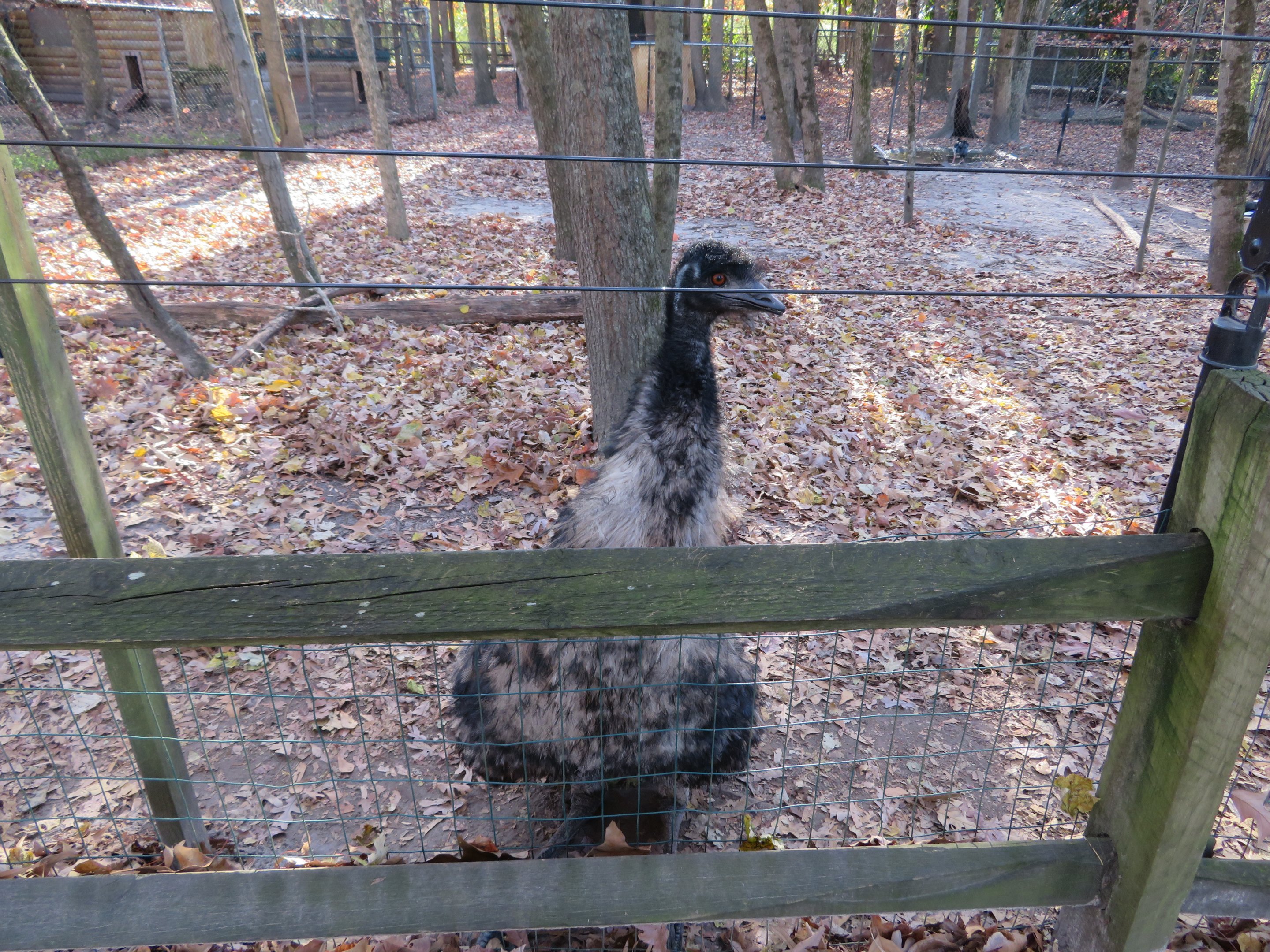 Curious Emu