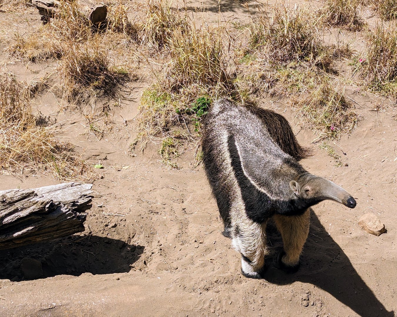 Curious Giant Anteater - July 8th 2023