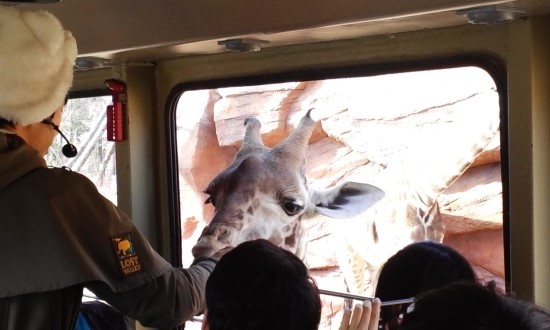 Curious Giraffe in Lost Valley attraction