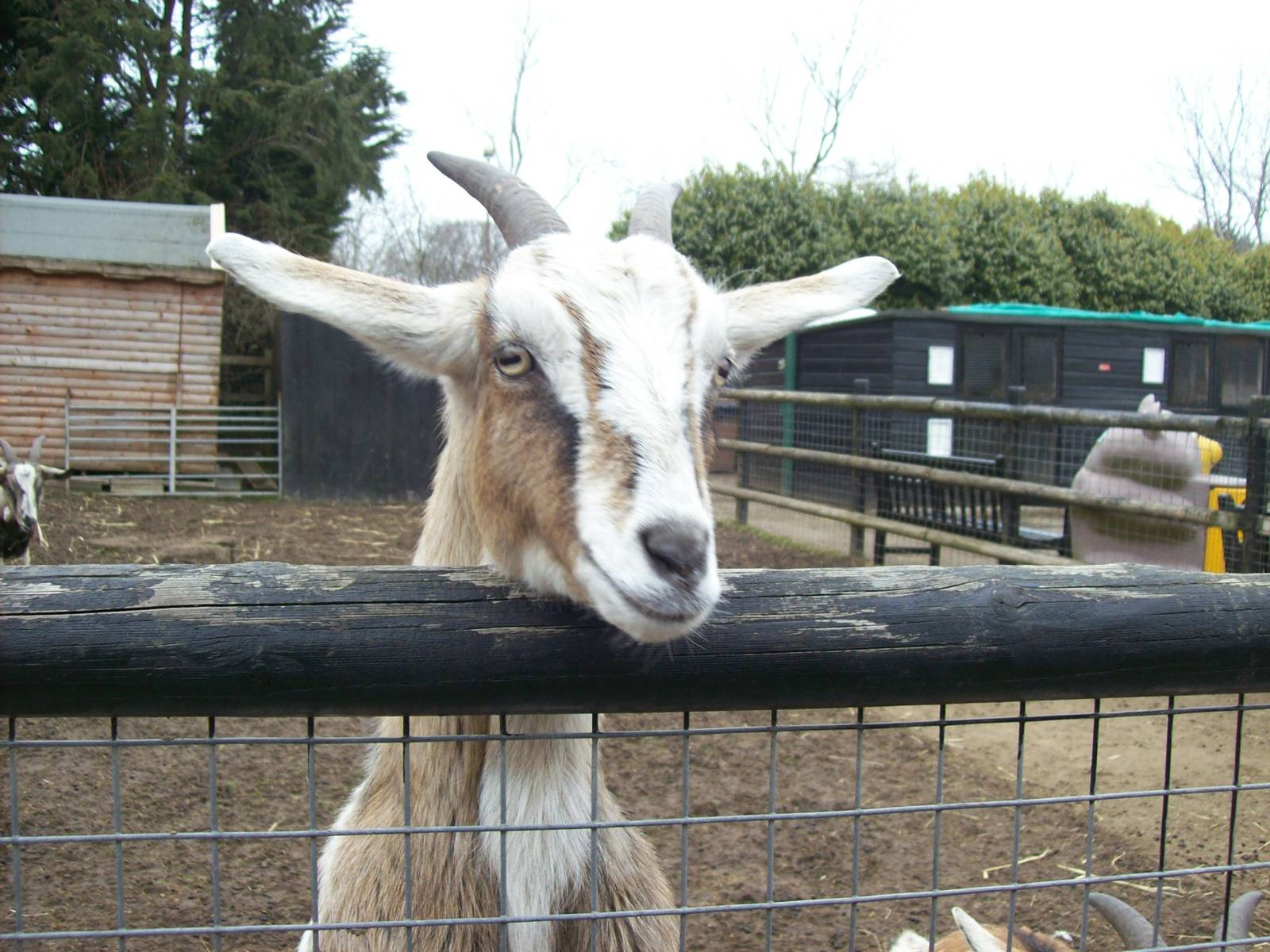 curious goat