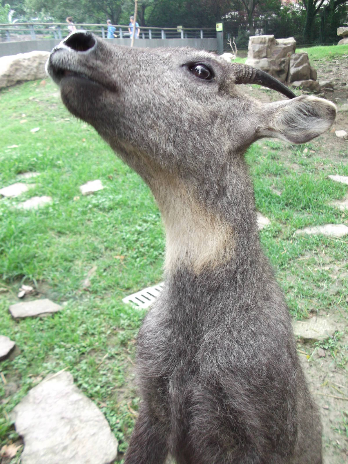 Curious goral 2