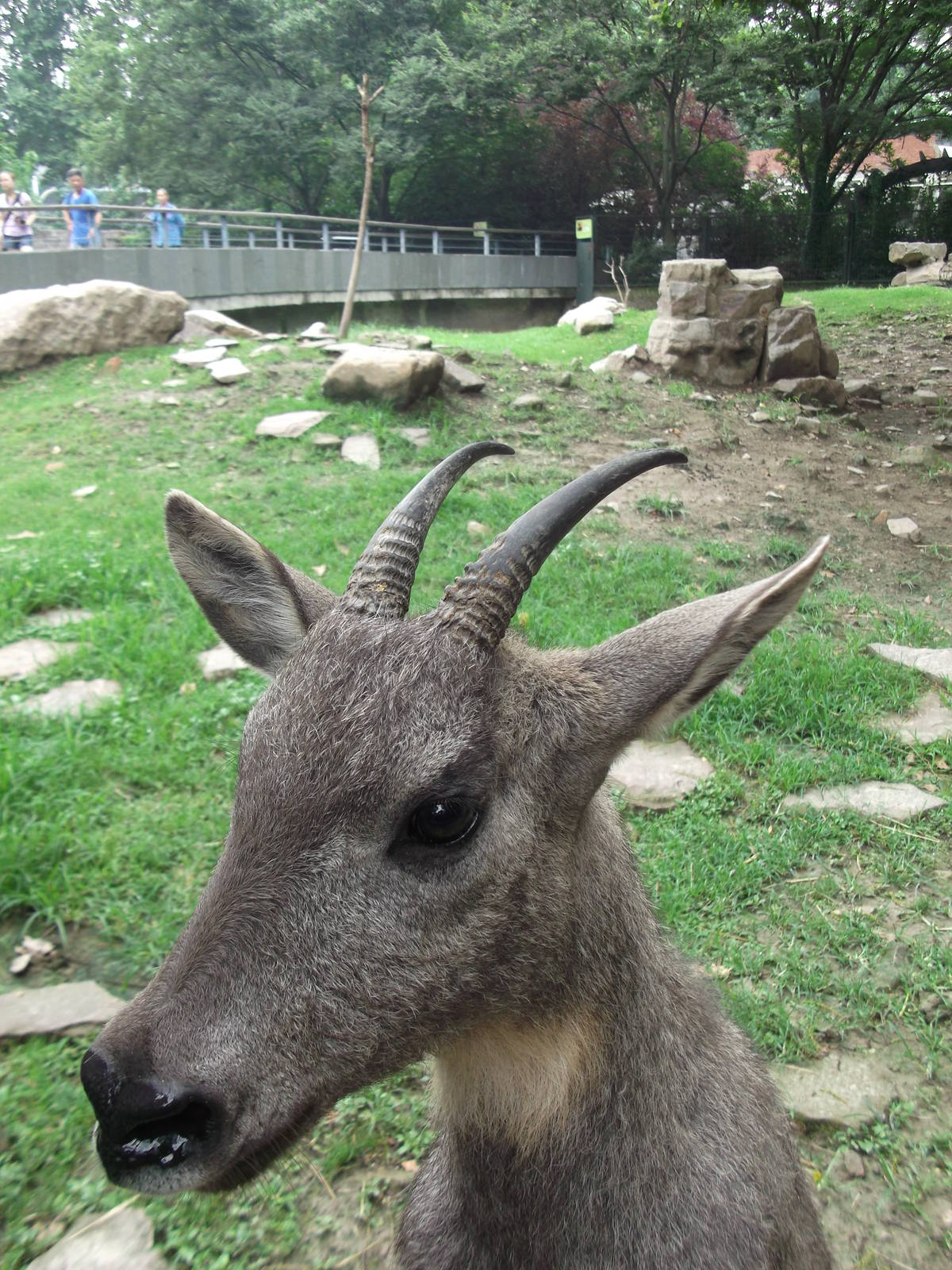 Curious Goral