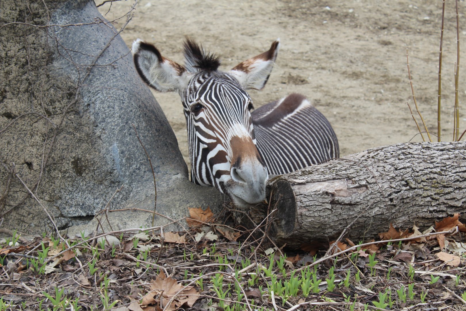 Curious Grevy's Zebra - Hoofstock Yards