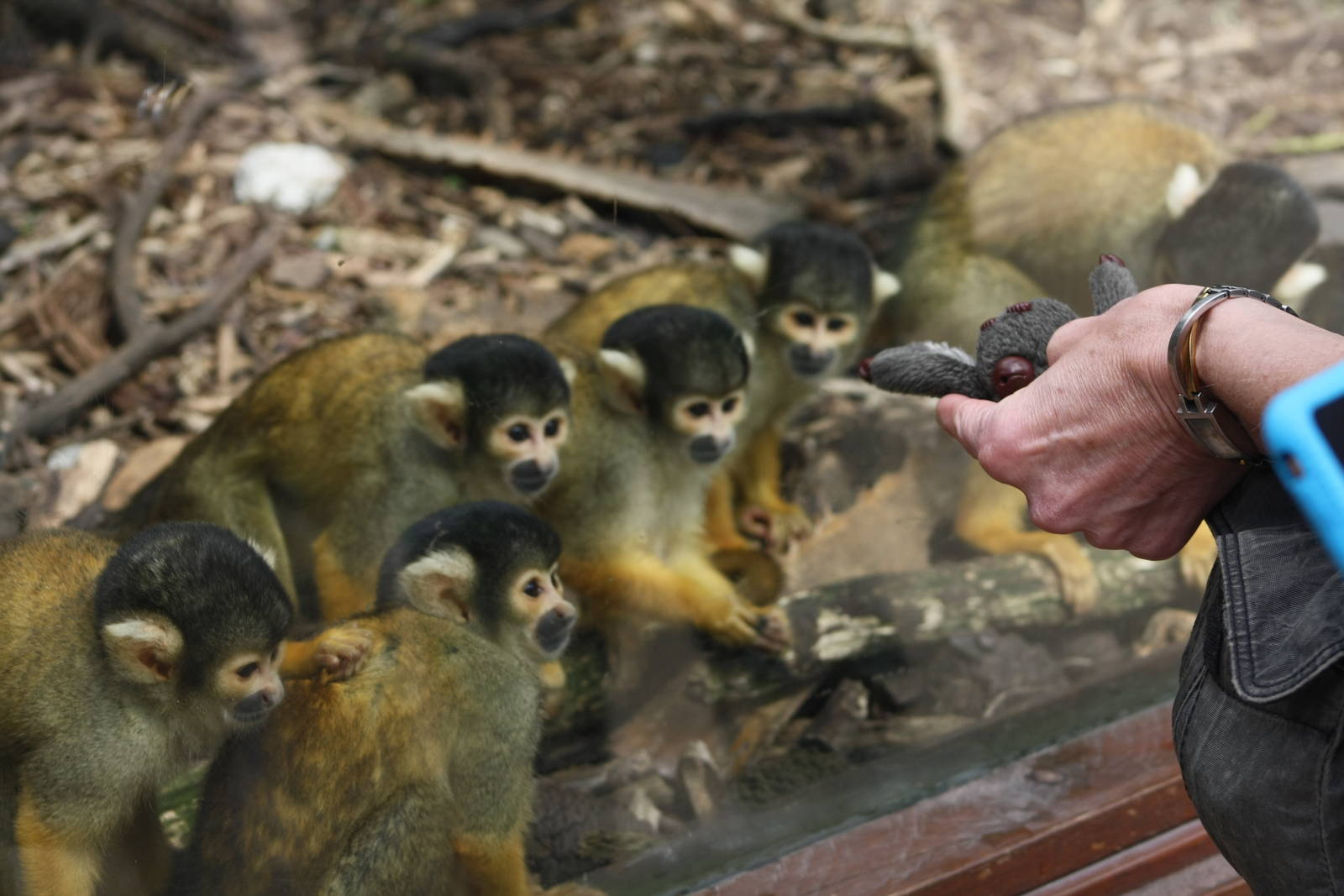 Curious group of squirrel monkeys