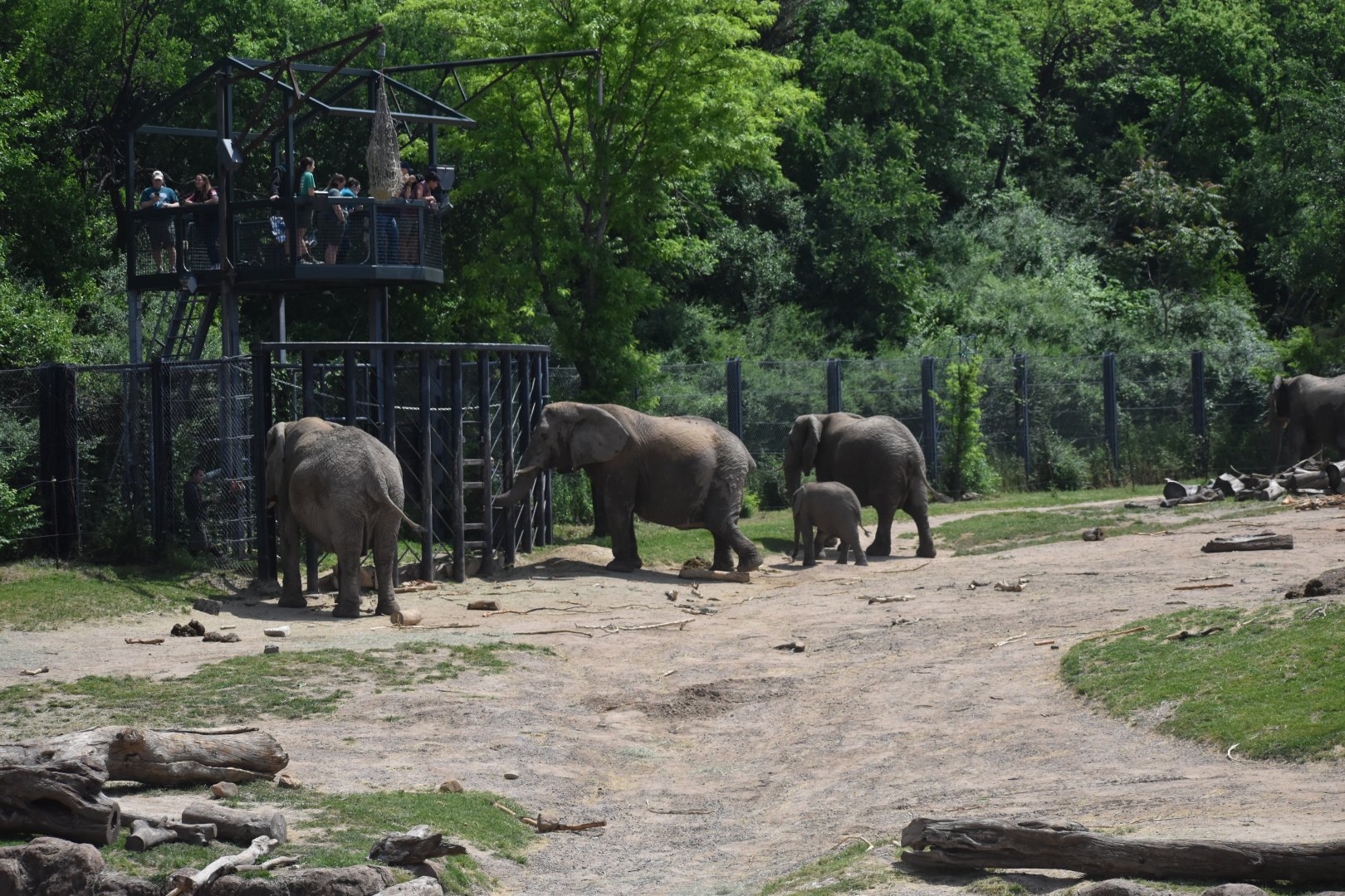 Curious Herd of Bush Elephants