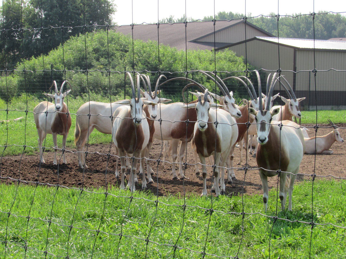 Curious herd of Scimitar-horned Oryx