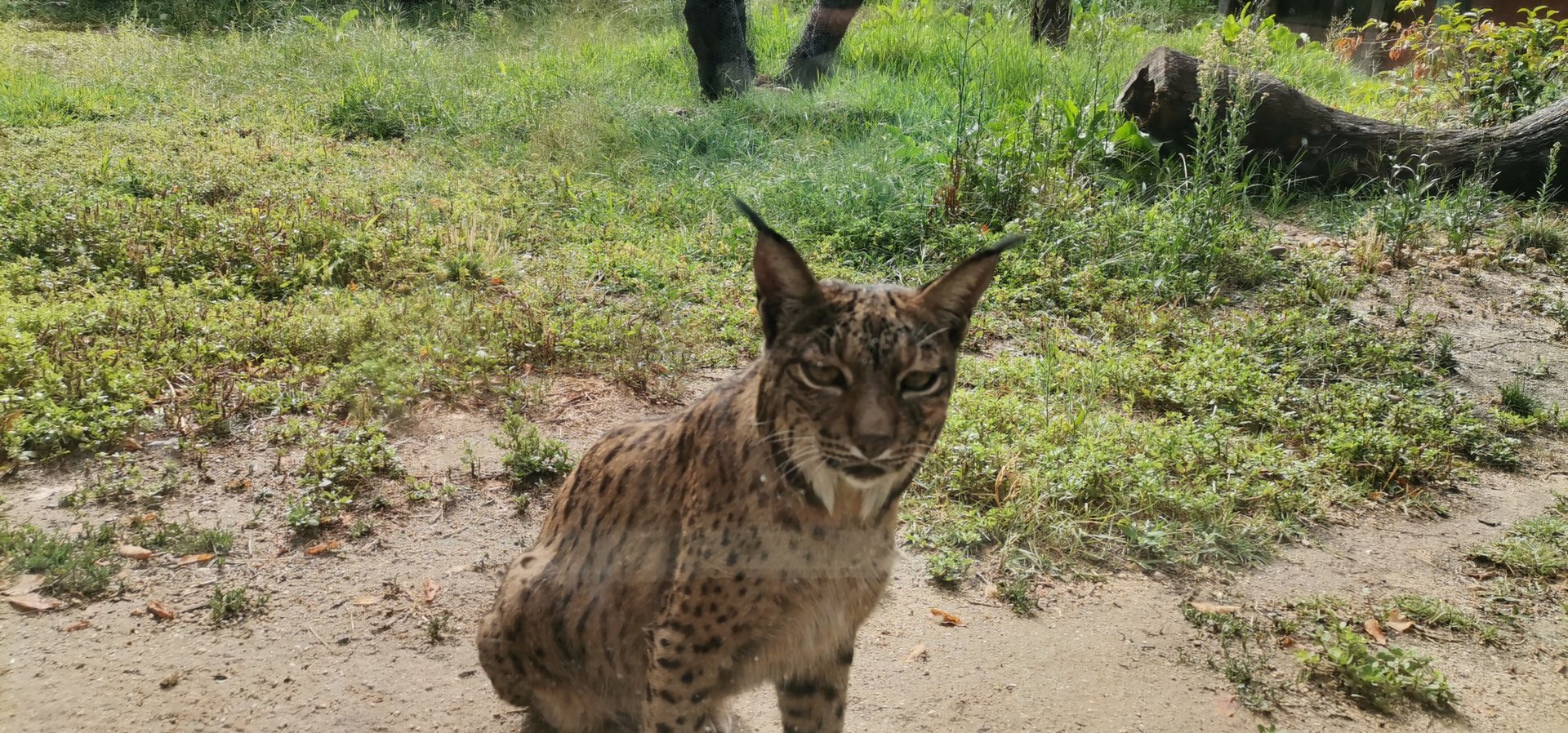 Curious Iberian Lynx