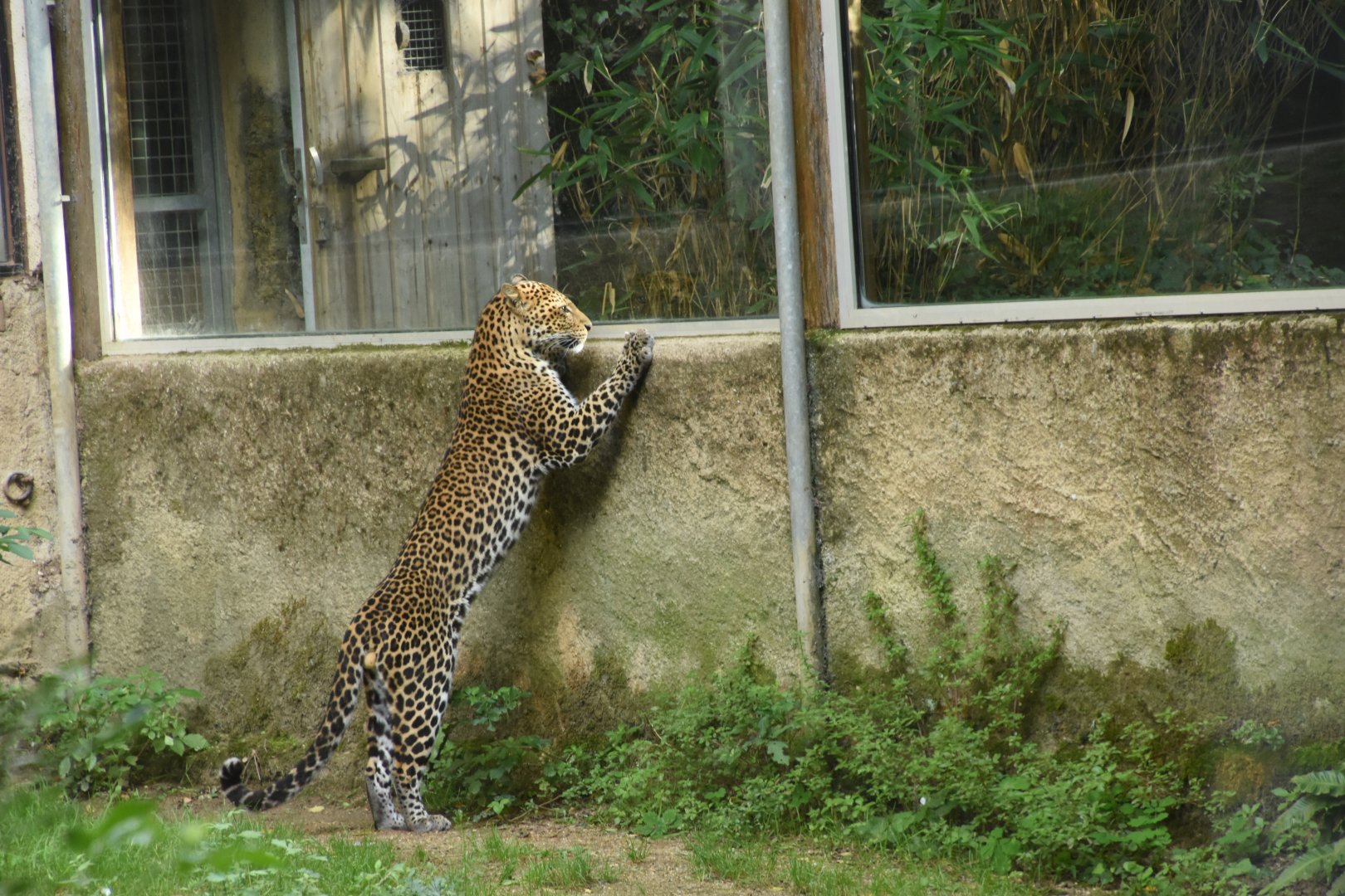 Curious Javan Leopard