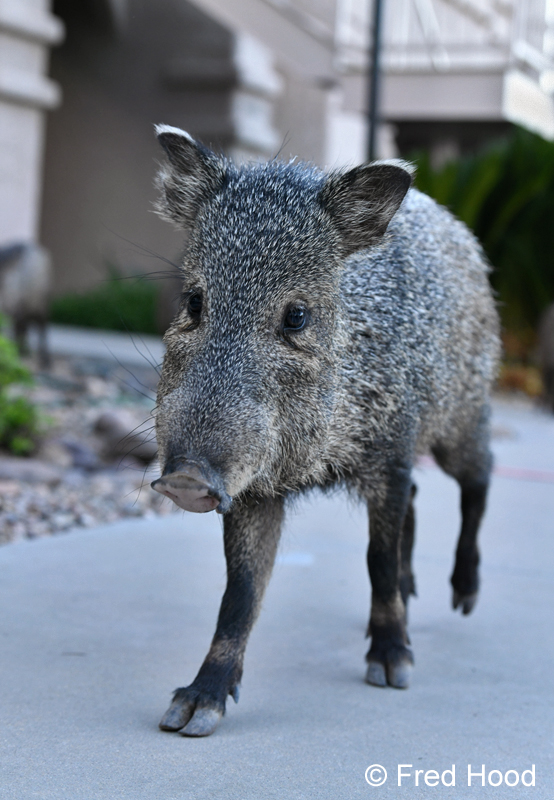 curious javelina