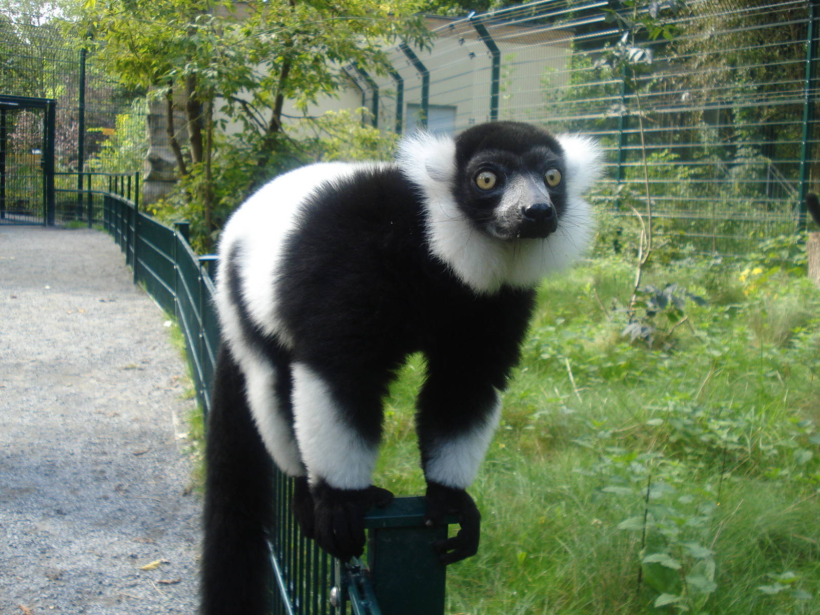 Curious Lemur, september 2008
