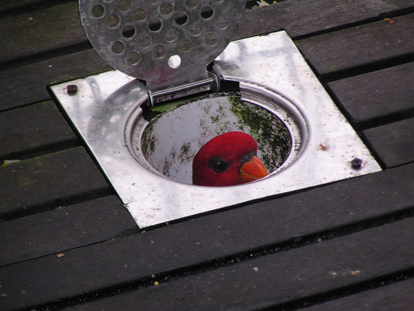 Curious Lory, Jurong BirdPark