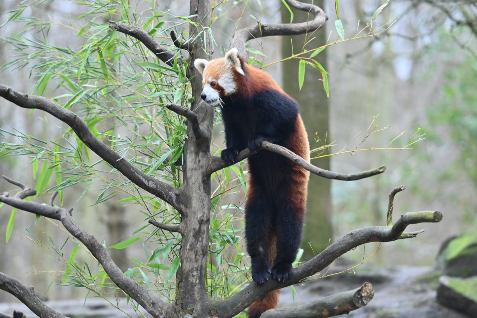 Curious Red Panda