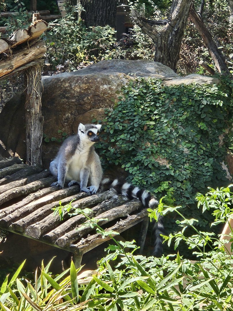 Curious ring-tailed lemur