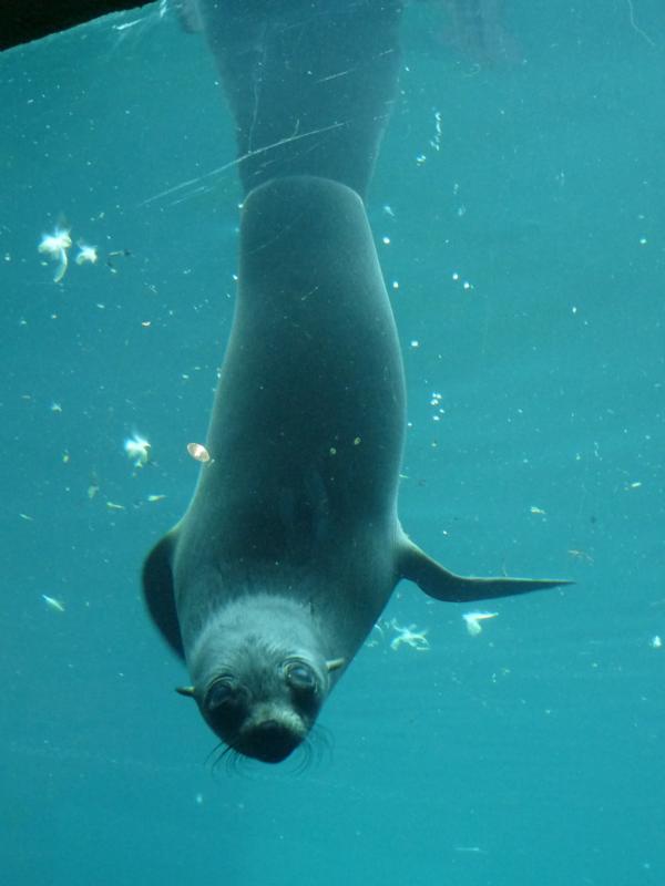 Curious south african furseal
