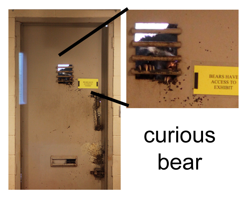 curious spectacled bear