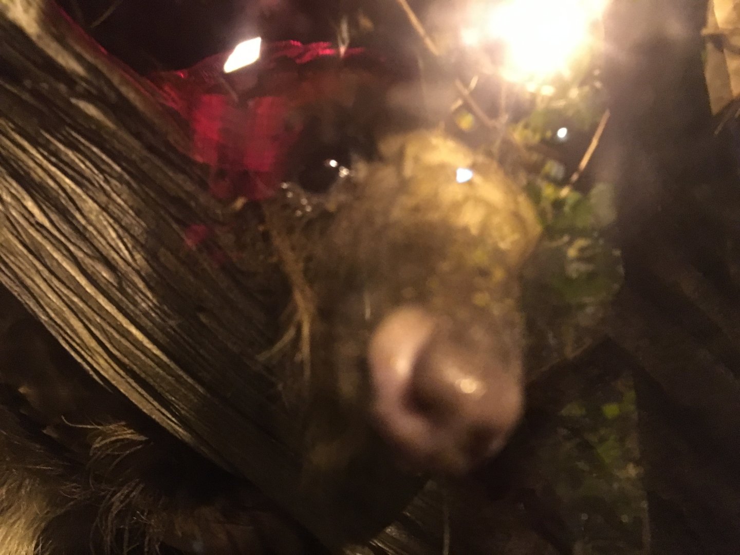 Curious Tree Pangolin