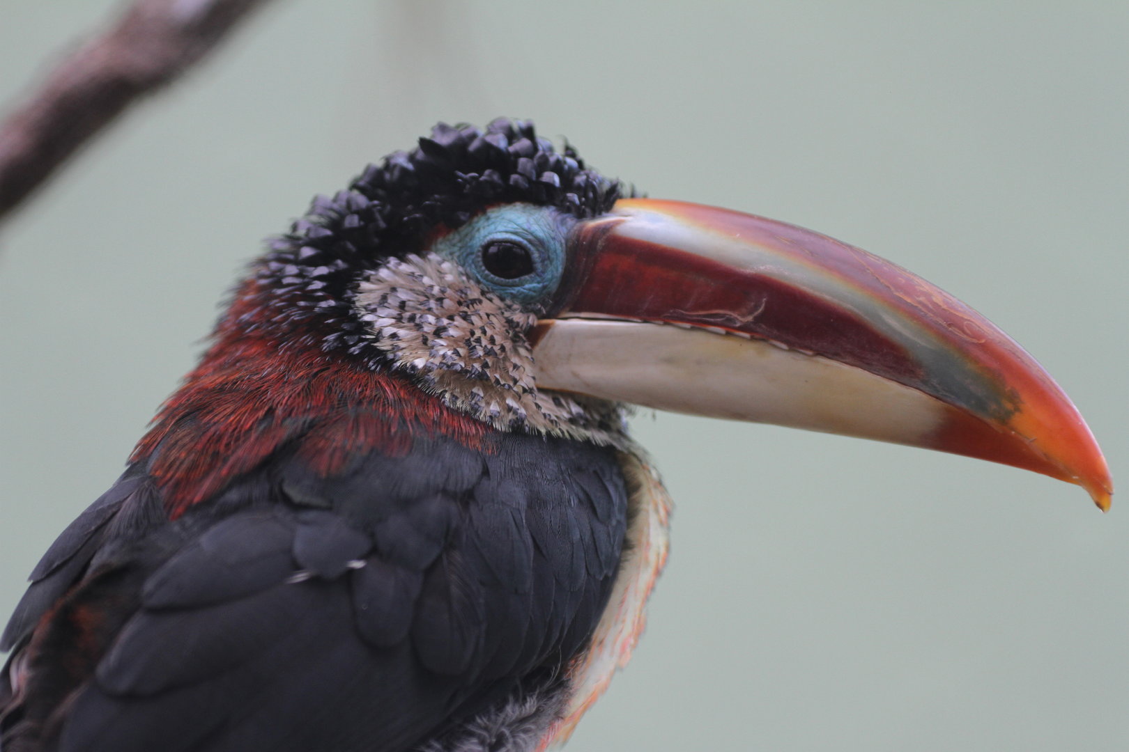 Curl-crested acarari (Pteroglossus beauharnaesii)