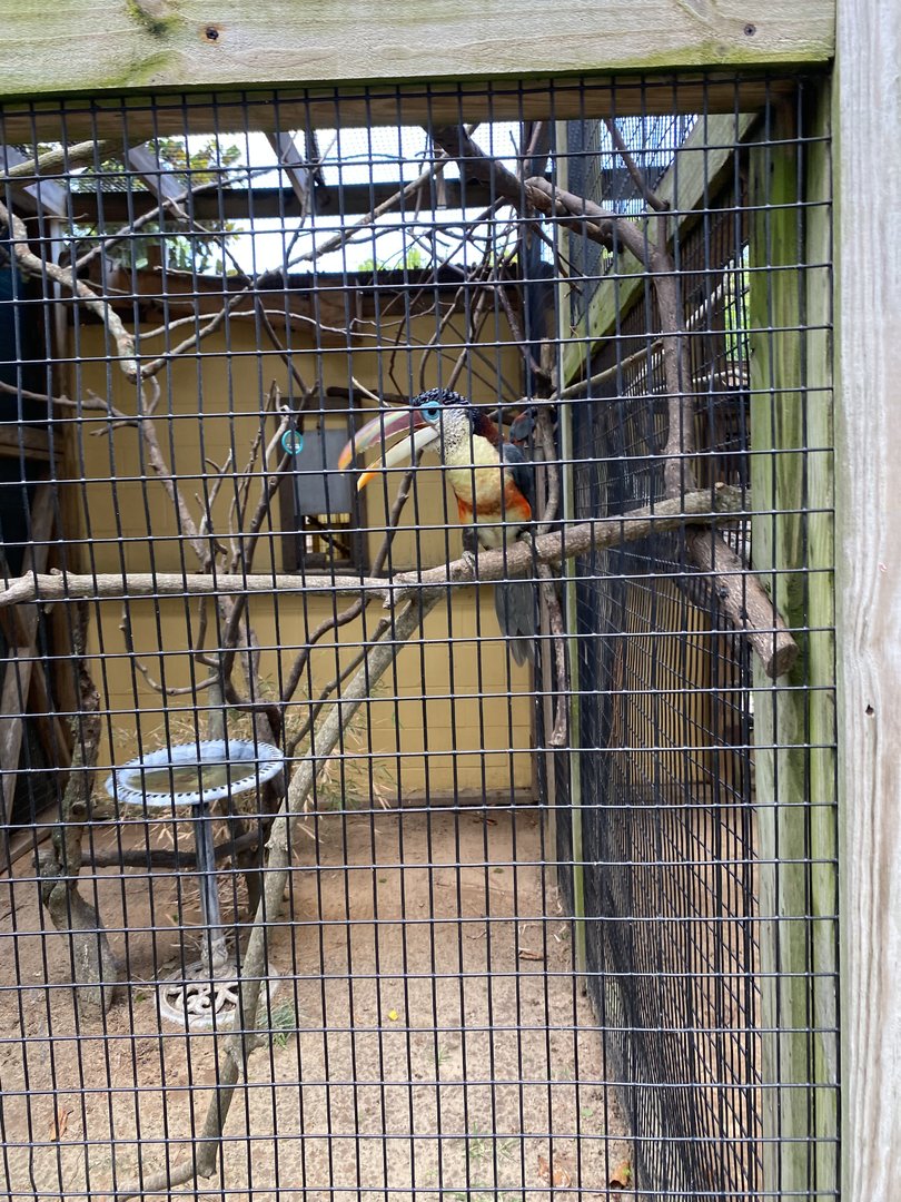 Curl-Crested Aracari - 6/22/2023