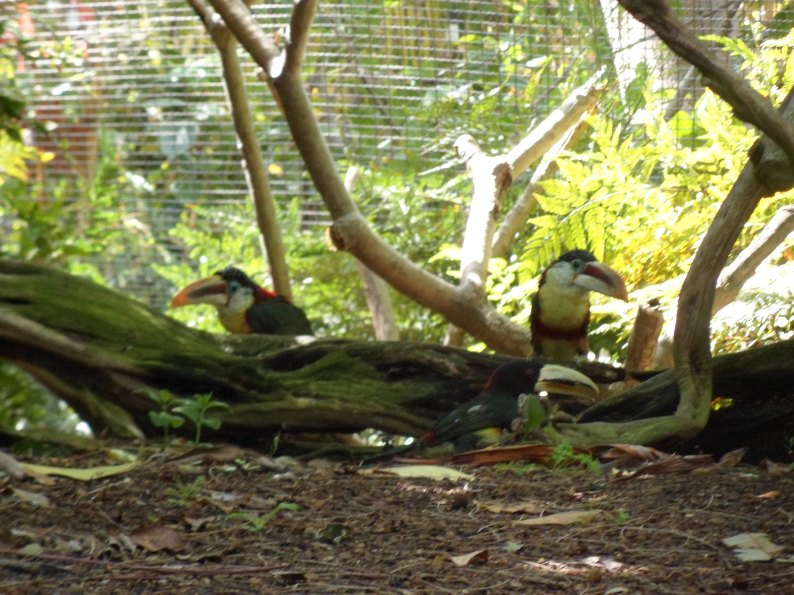 Curl Crested Aracari and Ivory Billed Aracari