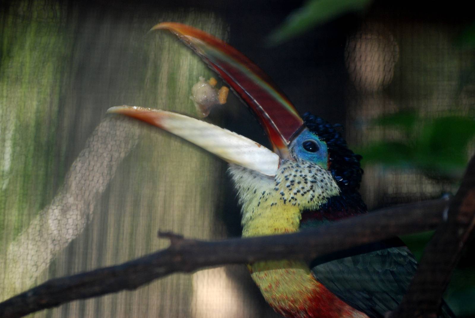 Curl-crested Aracari at St. Augustine, 11/10/13