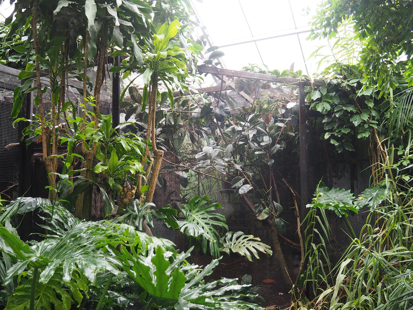 Curl-crested aracari aviary, 2023-10-13