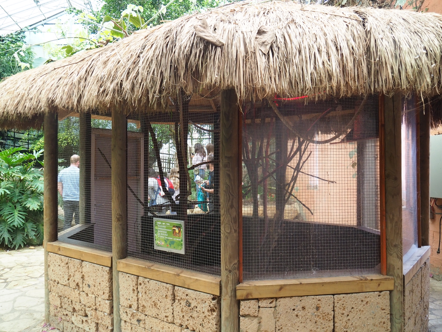 Curl-crested aracari aviary (Aug 28th, 2018)