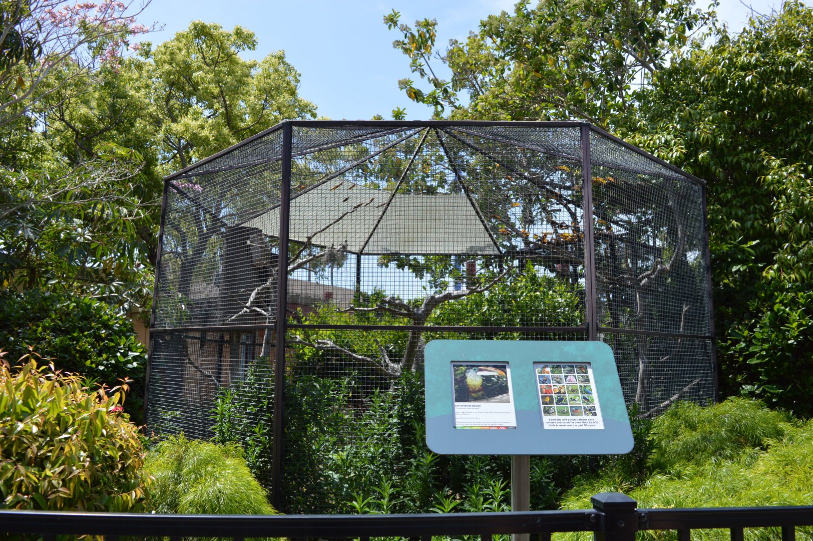 Curl Crested Aracari Aviary