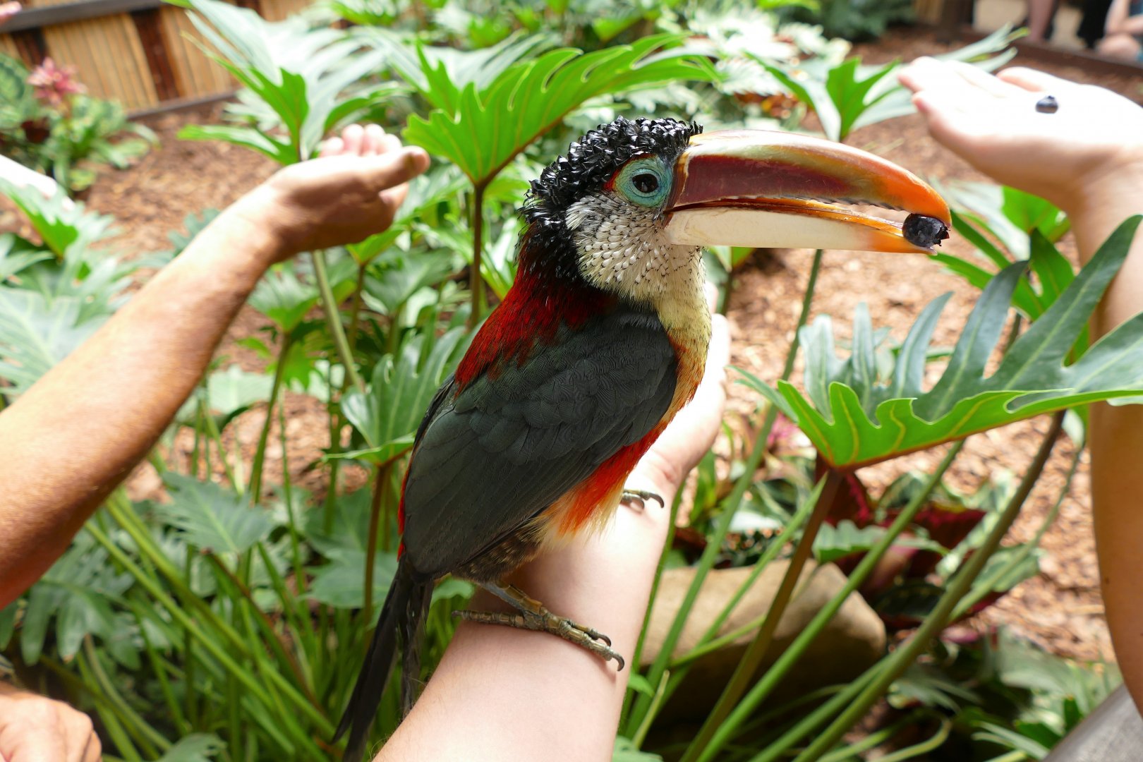 Curl-crested aracari eating berries from my hand!