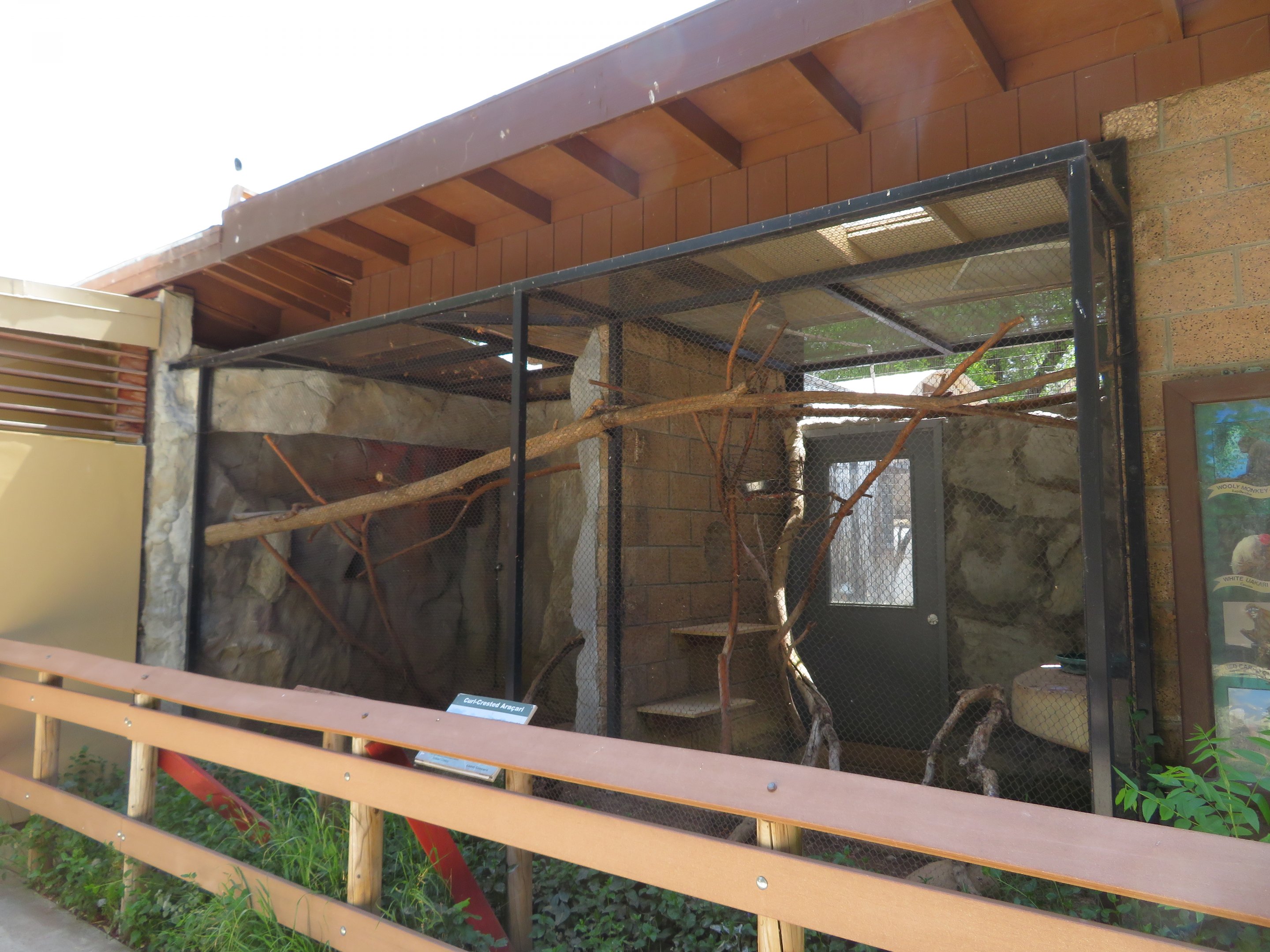 Curl-crested Aracari Exhibit