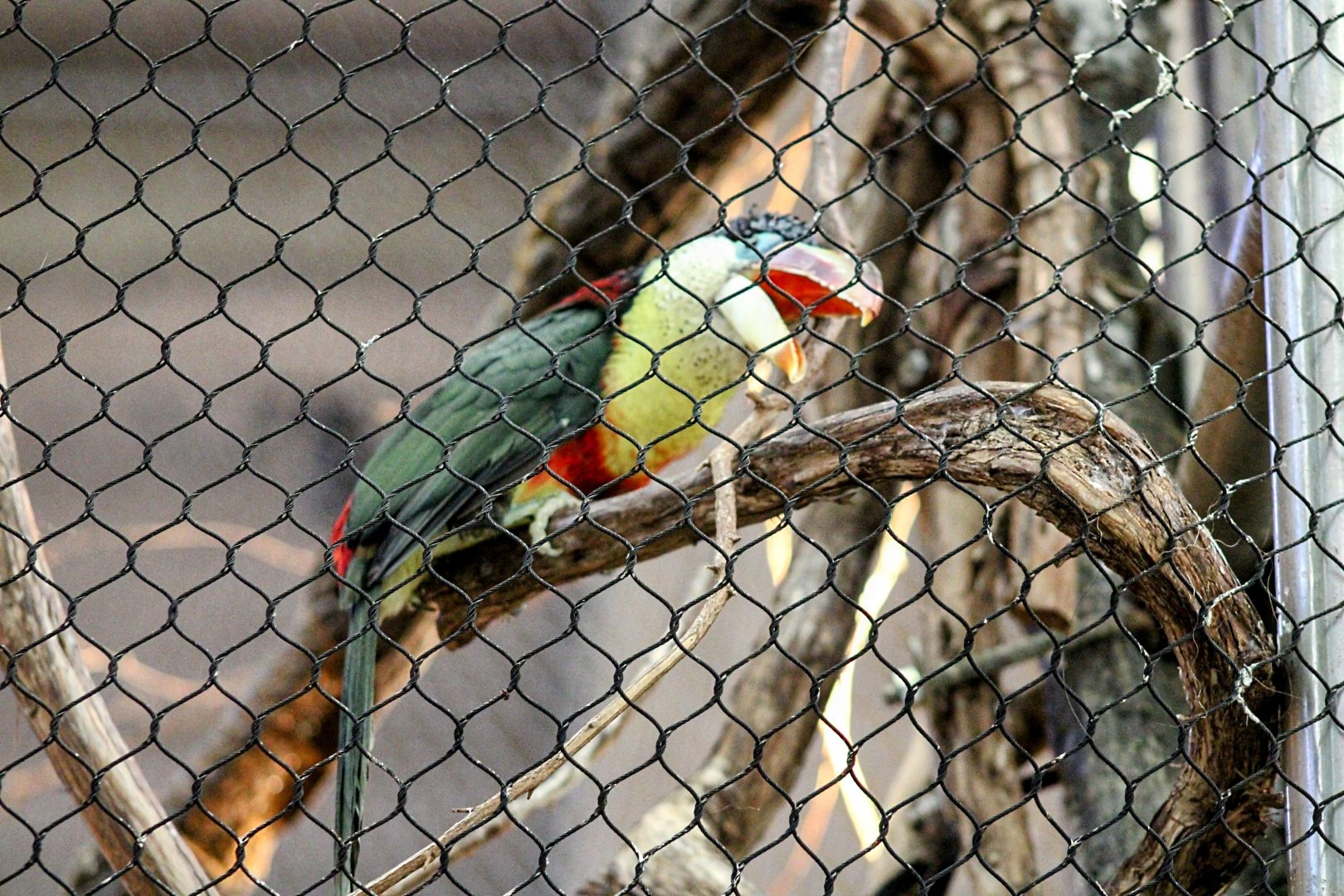 Curl-crested Araçari [February 16, 2022]