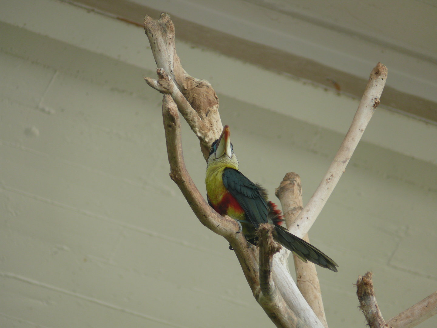 Curl-crested Araçari - July 8th 2023
