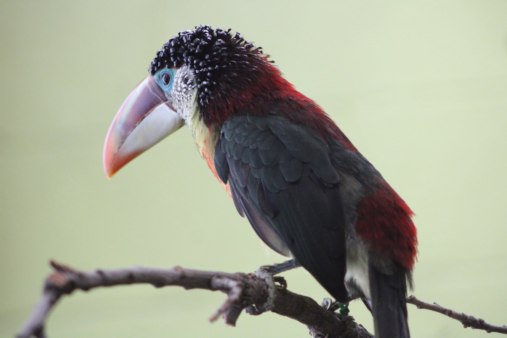 Curl-Crested Aracari (P. beauharnaisii)