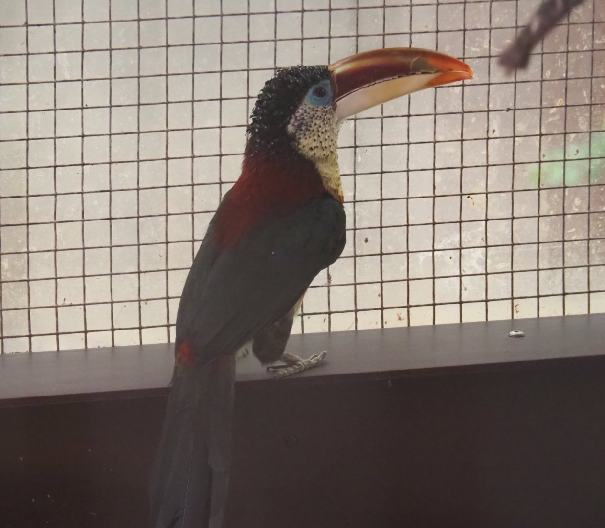 Curl-crested aracari (Pteroglossus beauharnaesii), Aug 28th, 2018