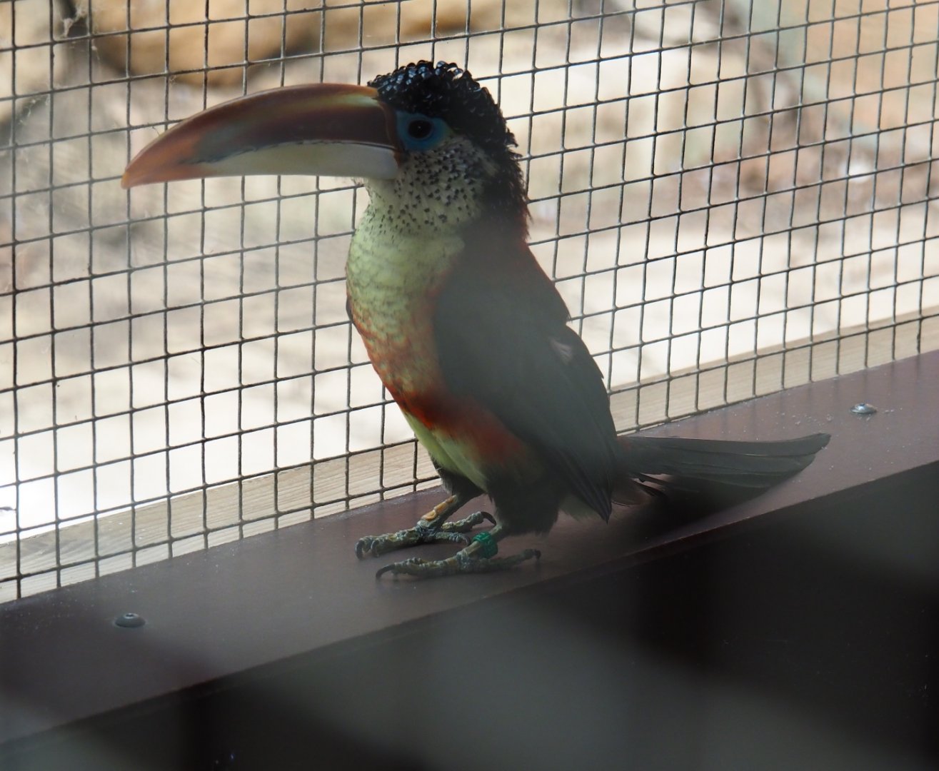 Curl-crested aracari (Pteroglossus beauharnaesii), Aug 28th, 2018