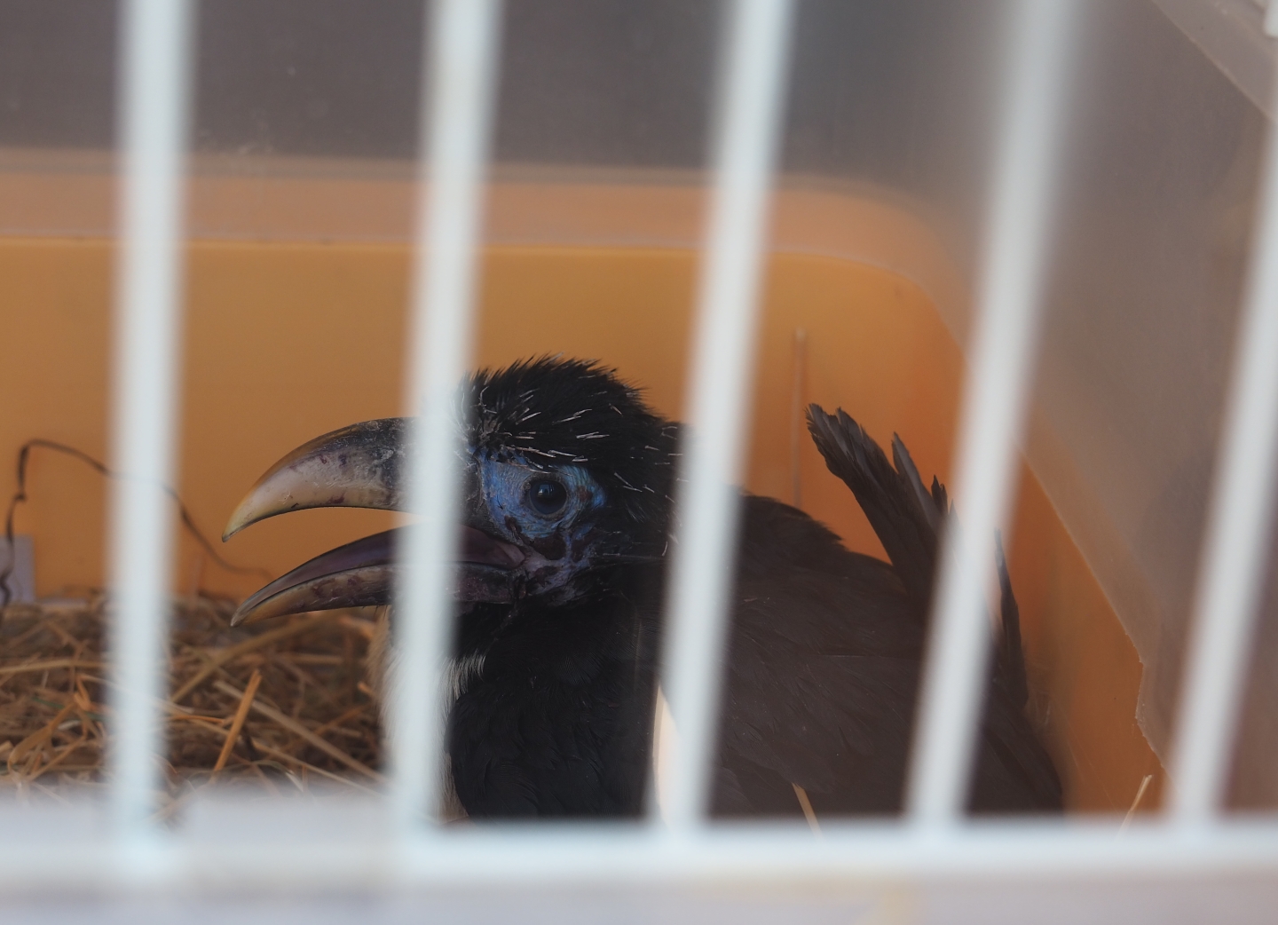 Curl-crested aracari (Pteroglossus beauharnaesii) chick (Aug 28th, 2018)