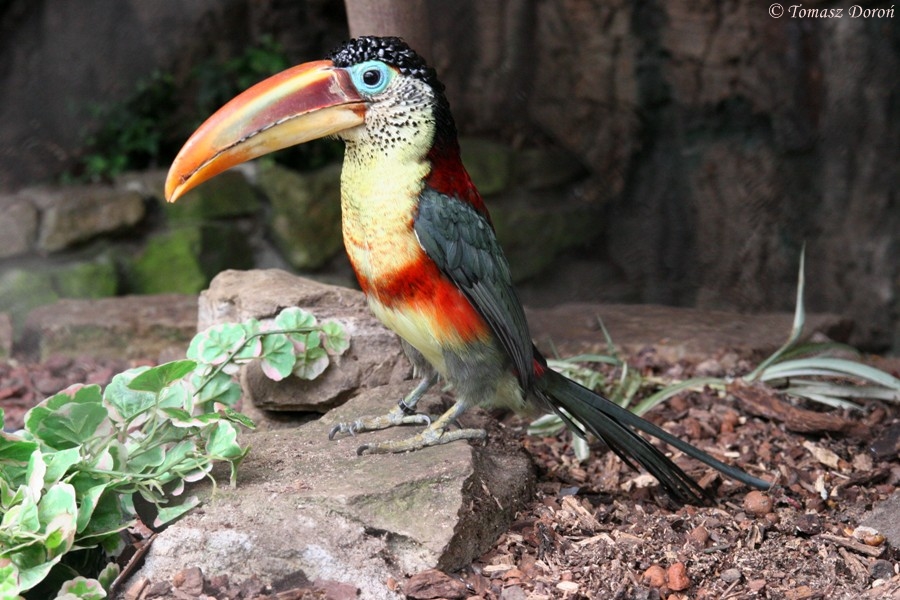 Curl-crested Aracari (Pteroglossus beauharnaesii)