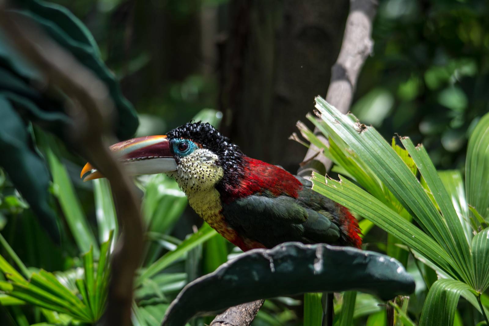 Curl Crested Aracari - Pteroglossus beauharnaesii