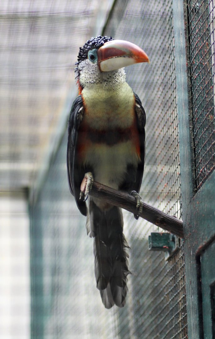 Curl-crested aracari (Pteroglossus beauharnaesii)