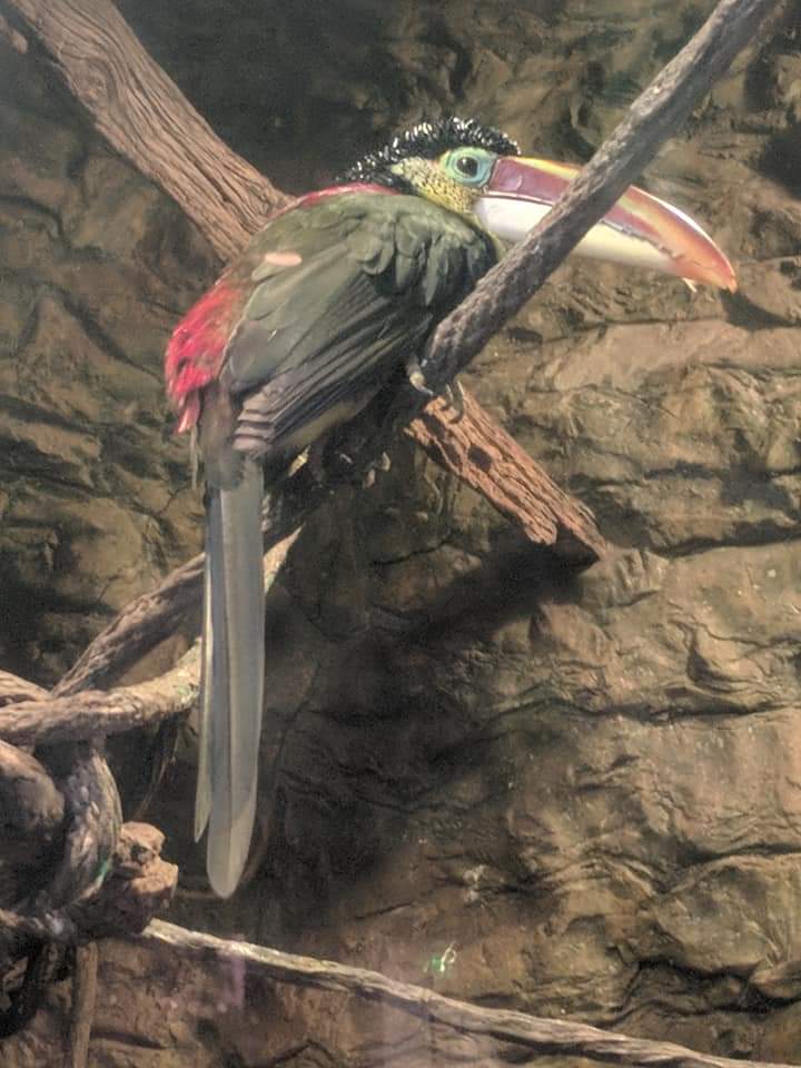 Curl crested aracari (Pteroglossus beauharnaesii)