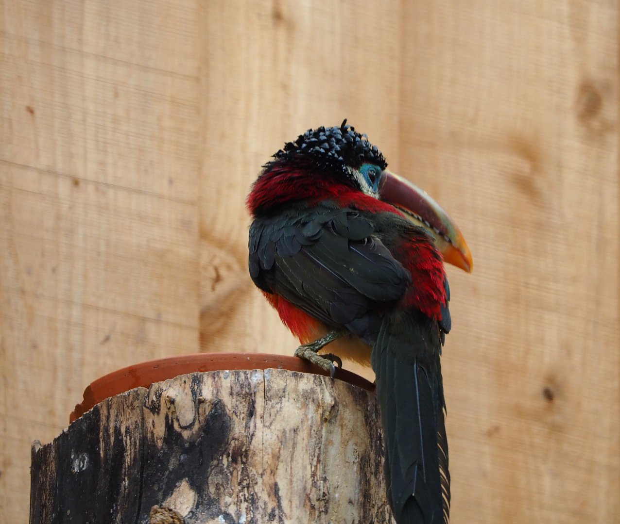 Curl-crested aracari (Pteroglossus beauharnaisii), 2019-10-05