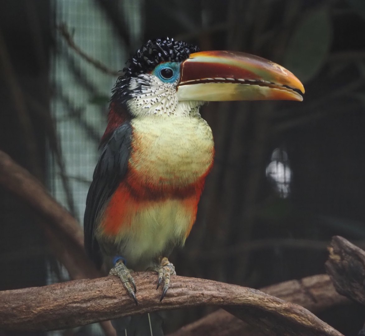 Curl-crested aracari (Pteroglossus beauharnaisii), 2024-09-17
