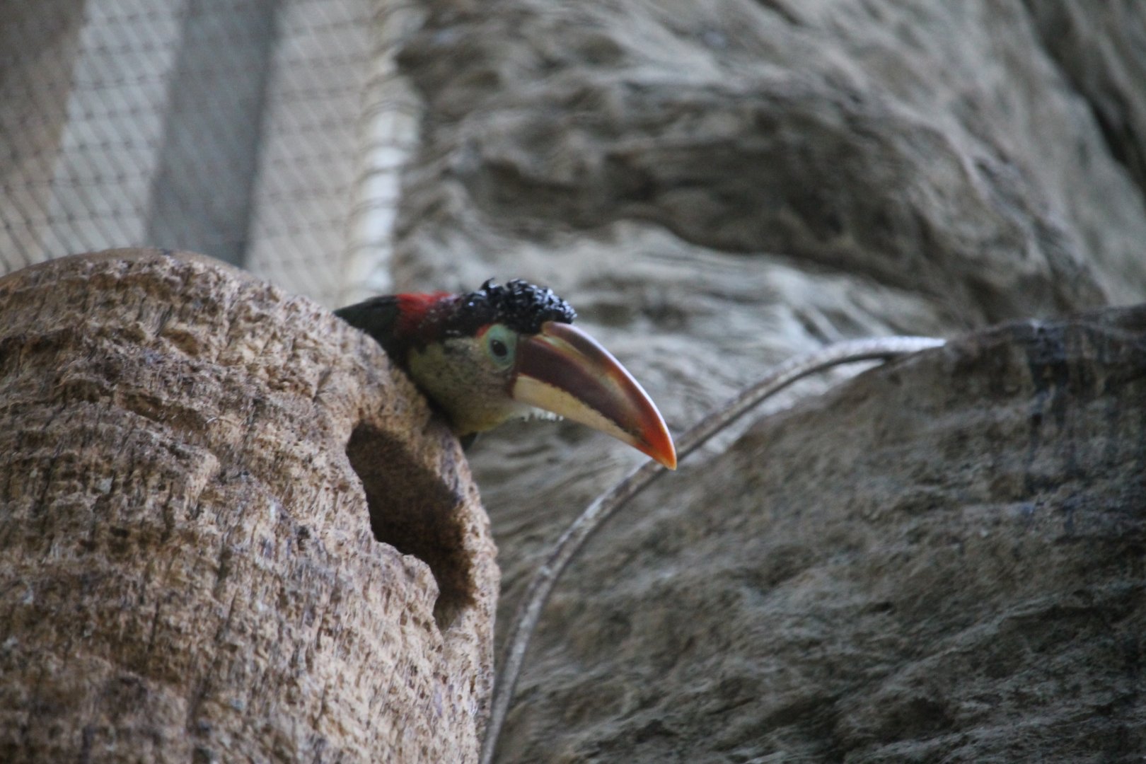 Curl-crested aracari (Pteroglossus beauharnaisii)