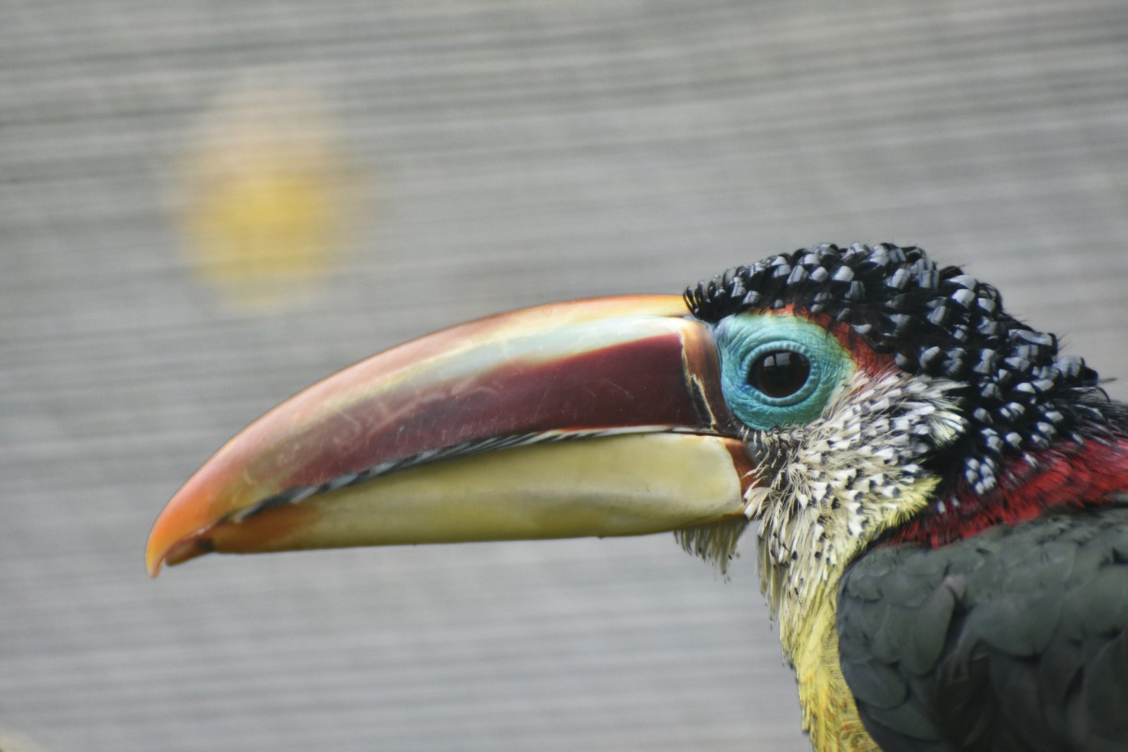 Curl-crested Aracari Pteroglossus beauharnaisii