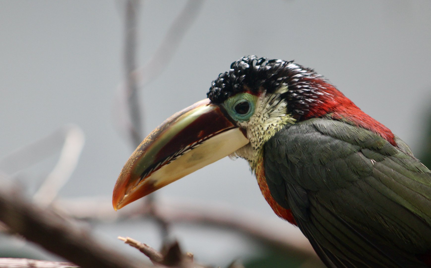 Curl-Crested Aracari (Pteroglossus beauharnaisii)