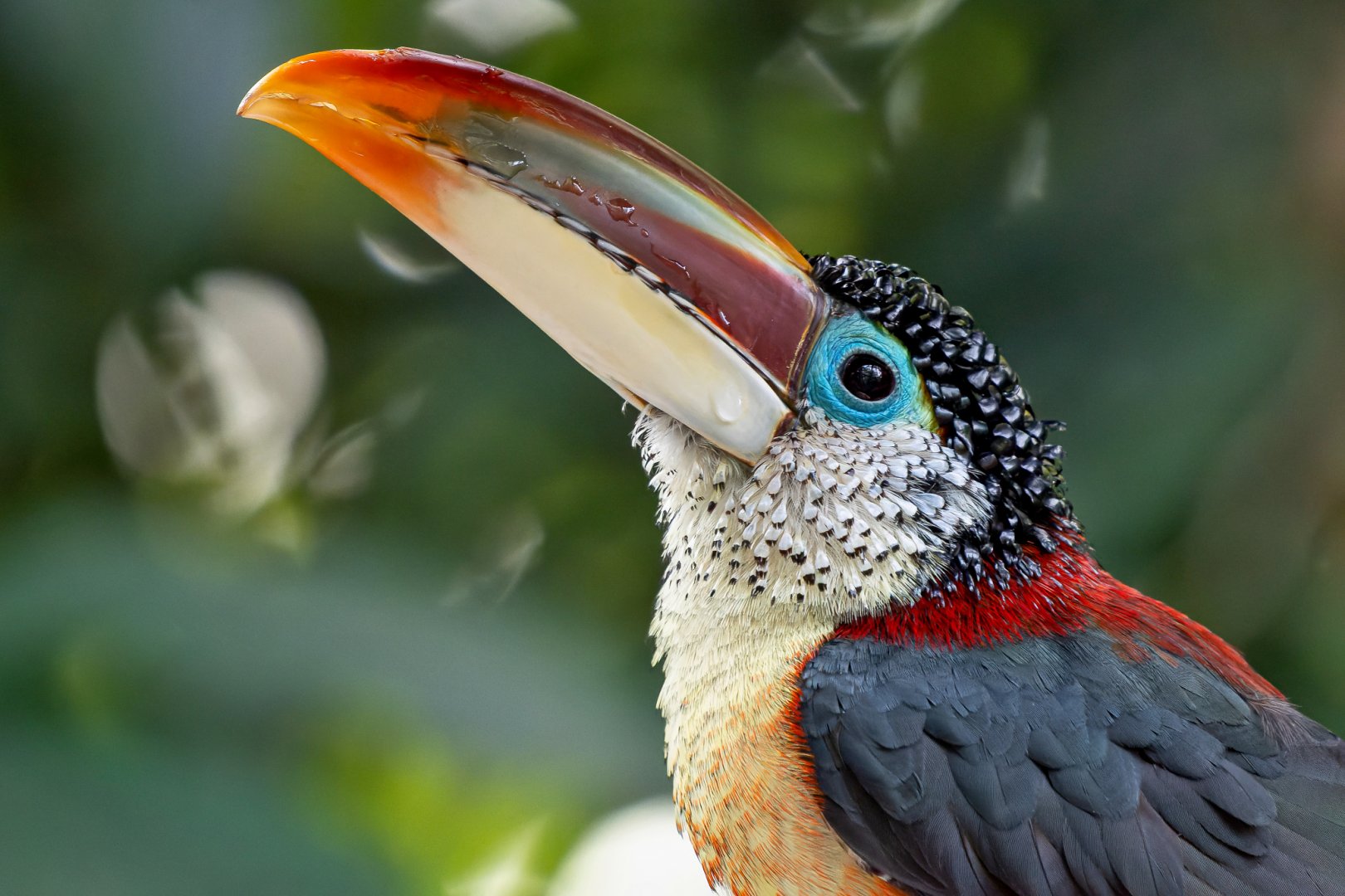 Curl-crested aracari (Pteroglossus beauharnaisii)